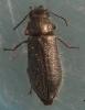 Aplocnemus jejunus